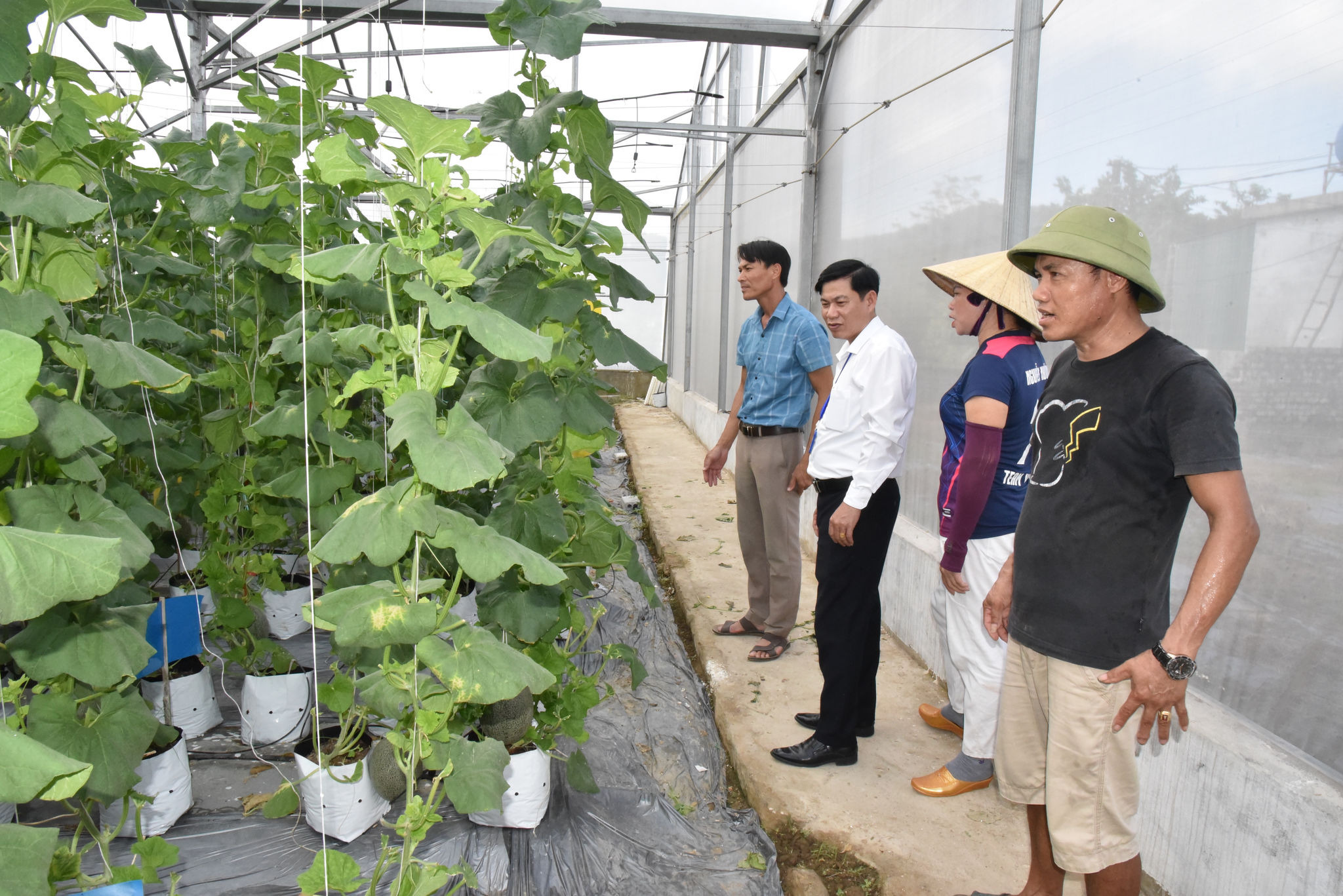 UBND tỉnh trả lời kiến nghị cử tri về dự án trồng dược liệu chậm triển khai tại Phúc Lộc