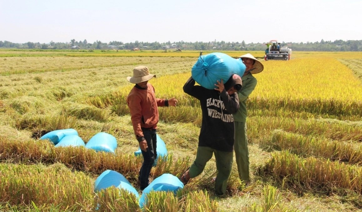 Trả lời kiến nghị của cử tri về giá thóc tính thuế sử dụng đất nông nghiệp năm 2025