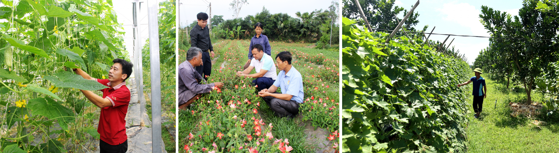 Mo-hinh-nha-luoi-Mo-hinh-sam-Tho-Hao-dang-khang-dinh-hieu-qua-Mo-hinh-bi-trong-xen-buoi-o-xa-Thanh-Lien-Anh-Mai-Hoa-Thanh-Phuc.png