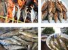Cá mát sông Giăng