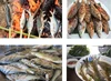 Cá mát sông Giăng