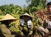 Trồng nghệ, 'đẻ vàng'