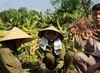 Trồng nghệ, 'đẻ vàng'