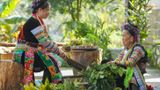 Nghe lá thở trên ngàn - Tản mạn về bài thuốc người Dao Kỳ Sơn