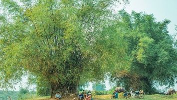 Rát rạt tiếng Vè trên đất sỏi