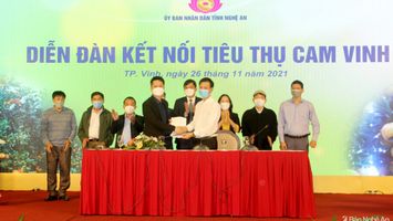 Nghệ An tổ chức 'Diễn đàn Kết nối tiêu thụ cam Vinh'