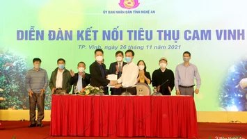 Nghệ An tổ chức 'Diễn đàn Kết nối tiêu thụ cam Vinh'