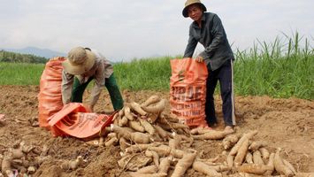 Nông dân Con Cuông phấn khởi vì sắn được mùa, được giá