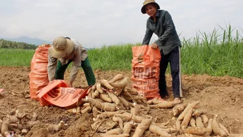 Nông dân Con Cuông phấn khởi vì sắn được mùa, được giá