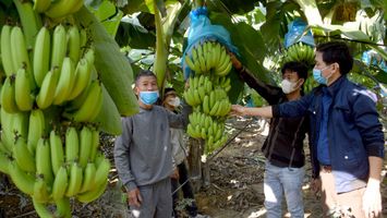 Triển vọng từ sản phẩm OCOP mới ở huyện Tân Kỳ