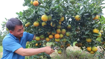 Cam hữu cơ của Tổng đội Thanh Đức (Thanh Chương)
