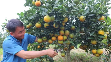 Cam hữu cơ của Tổng đội Thanh Đức (Thanh Chương)