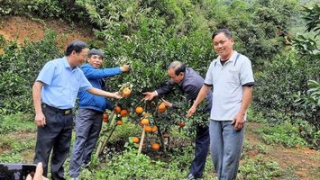 Cam bù Sen Anh Sơn đắt hàng dịp Tết nguyên đán
