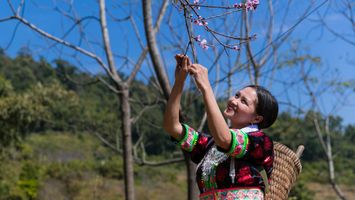 Những nẻo Xuân quê hương Nghệ An