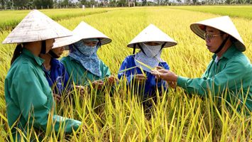 Người gieo hạt cho những mùa vàng bội thu