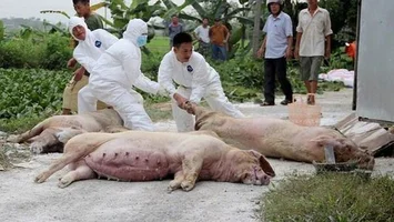 Cử tri huyện Quỳ Hợp đề nghị có chính sách hỗ trợ người chăn nuôi có gia súc bị tiêu hủy do dịch bệnh