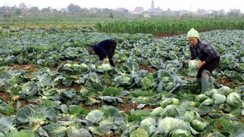 Phát triển kinh tế tập thể giúp thực hiện thành công Chương trình mục tiêu quốc gia giảm nghèo bền vững