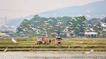 Rộn ràng trên cánh đồng xuân quê Bác