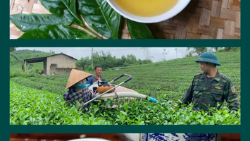 Chè xanh xứ Nghệ