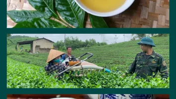 Chè xanh xứ Nghệ