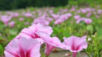 Tím mùa hoa muống biển Cửa Lò