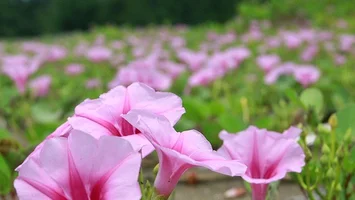 Tím mùa hoa muống biển Cửa Lò