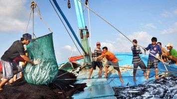 Phát triển thủy sản bền vững - Cần giảm cường lực khai thác