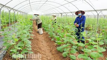 Hướng đi đúng của nền nông nghiệp hiện đại