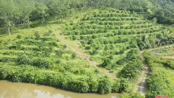 Những mô hình nông - lâm hiệu quả ở Hà Tĩnh sẽ được nhân rộng ra các tỉnh bạn