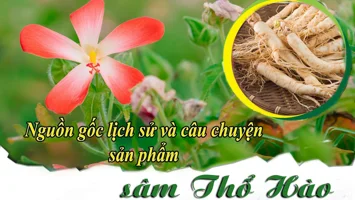 Nguồn gốc lịch sử và câu chuyện sản phẩm sâm Thổ Hào