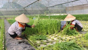 Bắc Ninh phát triển nông nghiệp công nghệ cao theo hướng bền vững