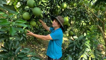 Để hợp tác xã nông nghiệp trở thành đòn bẩy phát triển kinh tế nông thôn