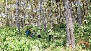 Bộ Nông nghiệp và Phát triển nông thôn trả lời kiến nghị cử tri về tăng mức hỗ trợ khoán bảo vệ rừng và mức chi trả tiền dịch vụ môi trường rừng
