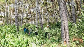 Bộ Nông nghiệp và Phát triển nông thôn trả lời kiến nghị cử tri về tăng mức hỗ trợ khoán bảo vệ rừng và mức chi trả tiền dịch vụ môi trường rừng