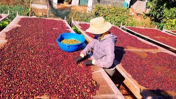 Tỉnh Gia Lai: Tái cơ cấu nông nghiệp - tăng năng suất, lợi nhuận