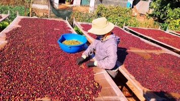 Tỉnh Gia Lai: Tái cơ cấu nông nghiệp - tăng năng suất, lợi nhuận