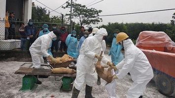 Quan tâm cơ chế, chính sách hỗ trợ người chăn nuôi thiệt hại do bệnh dịch tả lợn châu Phi