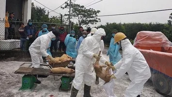 Quan tâm cơ chế, chính sách hỗ trợ người chăn nuôi thiệt hại do bệnh dịch tả lợn châu Phi