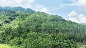 Sở Nông nghiệp và Phát triển nông thôn trả lời cử tri xã Nam Thanh, huyện Nam Đàn về việc các hộ dân bị dừng khai thác keo khi chuyển đổi loại rừng từ sản xuất sang đặc dụng