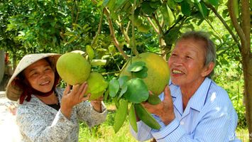 Nhân rộng vườn chuẩn nông thôn mới ở Tân Kỳ