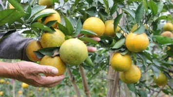 Miền Tây Nghệ An: Phát huy lợi thế nông nghiệp ứng dụng công nghệ cao để tăng trưởng và phát triển bền vững