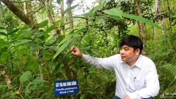 Vị Bí thư Đảng ủy xã ‘mặn duyên' với cây chè ‘nữ hoàng’
