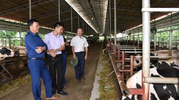 Hiệu quả vượt trội từ nuôi bò sữa đực lấy thịt