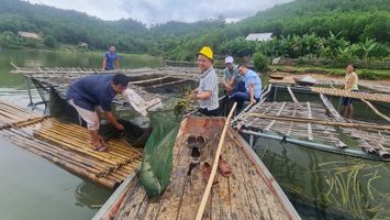 Mở sinh kế từ nuôi cá lồng đặc sản trên sông, hồ