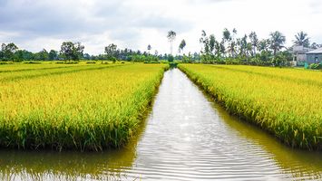 Bộ Tài nguyên và Môi trường trả lời kiến nghị cử tri về chuyển đổi mục đích sử dụng đất trồng lúa nước