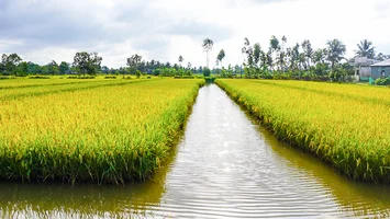 Bộ Tài nguyên và Môi trường trả lời kiến nghị cử tri về chuyển đổi mục đích sử dụng đất trồng lúa nước