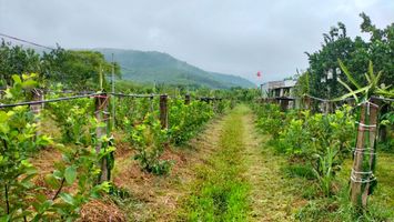 Hiệu quả từ cây trồng bản địa trong kinh tế hộ