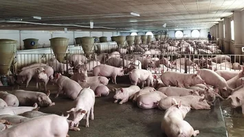 Sở Tài nguyên và Môi trường trả lời cử tri Trần Xuân Lý, xã Thanh Xuân, huyện Thanh Chương về việc trang trại nuôi lợn ở xã Thanh Xuân gây ô nhiễm nguồn nước