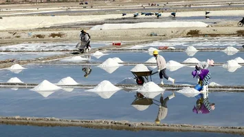 Quan tâm nghiên cứu, có chính sách hỗ trợ người dân sản xuất muối