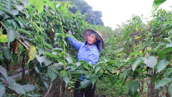 Nghệ An ban hành chính sách khuyến khích hỗ trợ đầu tư dự án dược liệu quý trên địa bàn tỉnh